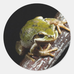 Autocollant de grenouille
