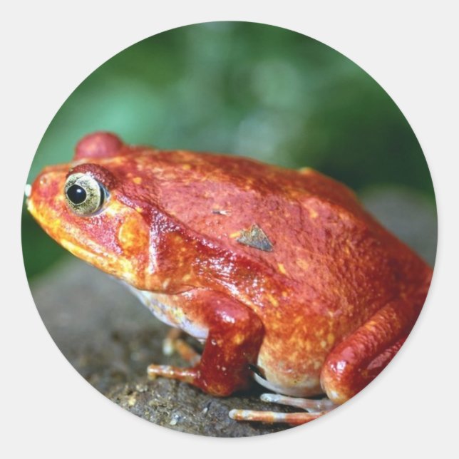 Autocollant de grenouille (Devant)