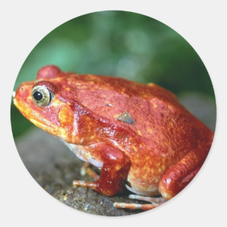 Autocollant de grenouille