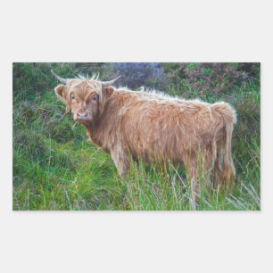 Autocollant de jeune vache des Highlands