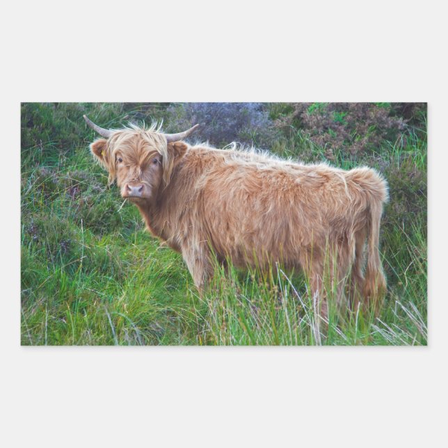 Autocollant de jeune vache des Highlands (Devant)