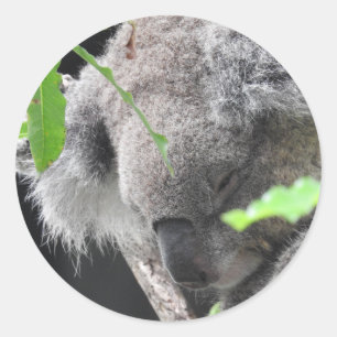 Autocollant de koala