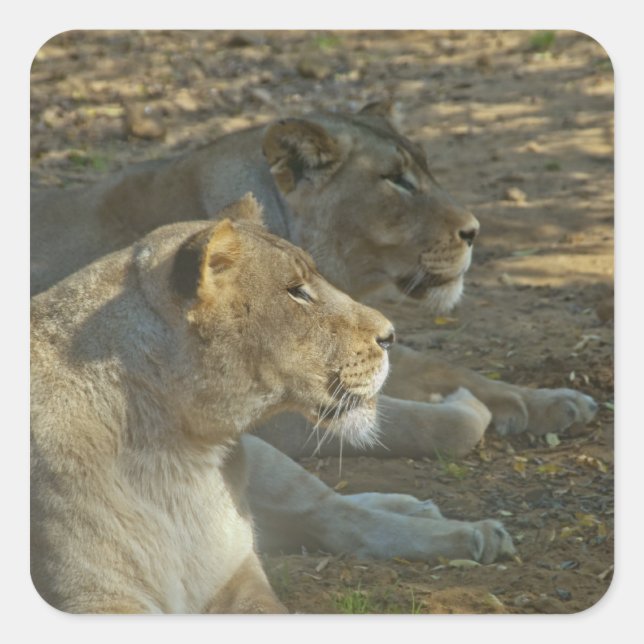 Autocollant de lions (Devant)