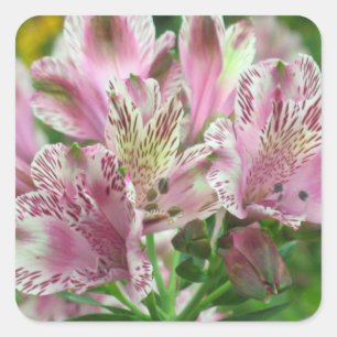 Autocollant de lis péruviens d'Alstromeria