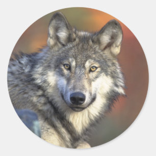 Autocollant de loup gris (rond)