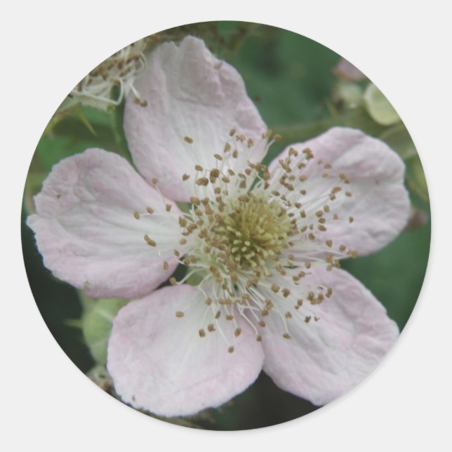 Autocollant de macro à fleur de Blackberry (Devant)