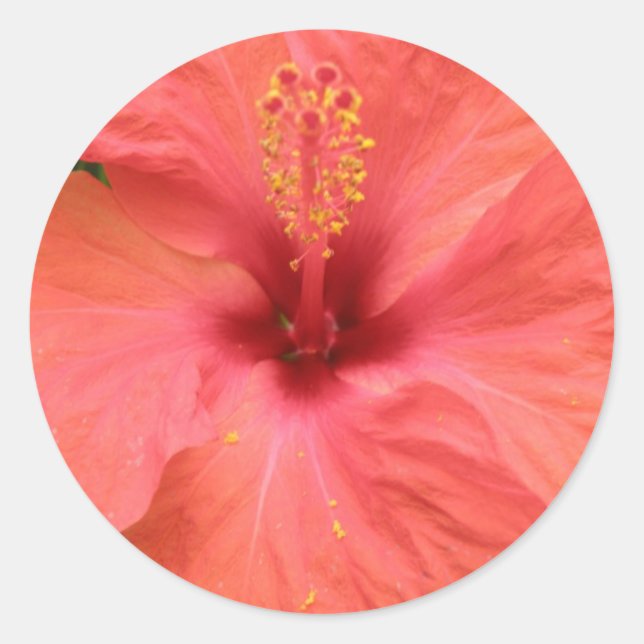 Autocollant de macro à fleurs d'Hibiscus orange (Devant)