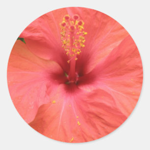 Autocollant de macro à fleurs d'Hibiscus orange