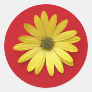 Autocollant de marguerite africaine