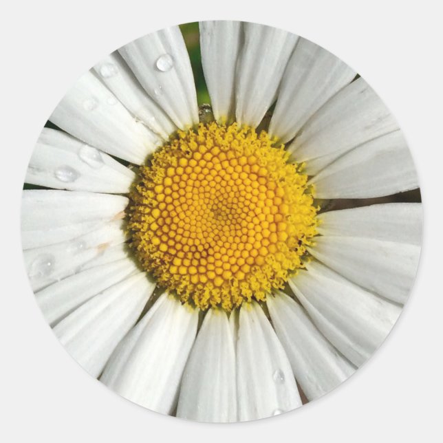 Autocollant de marguerite d'été (Devant)