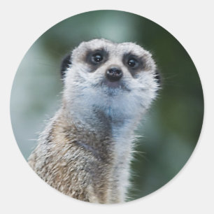 Autocollant de Meerkat