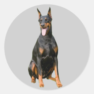 Autocollant de Pinscher de dobermann