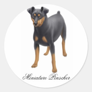 Autocollant de Pinscher miniature