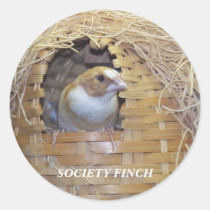 AUTOCOLLANT DE PINSON DE SOCIÉTÉ
