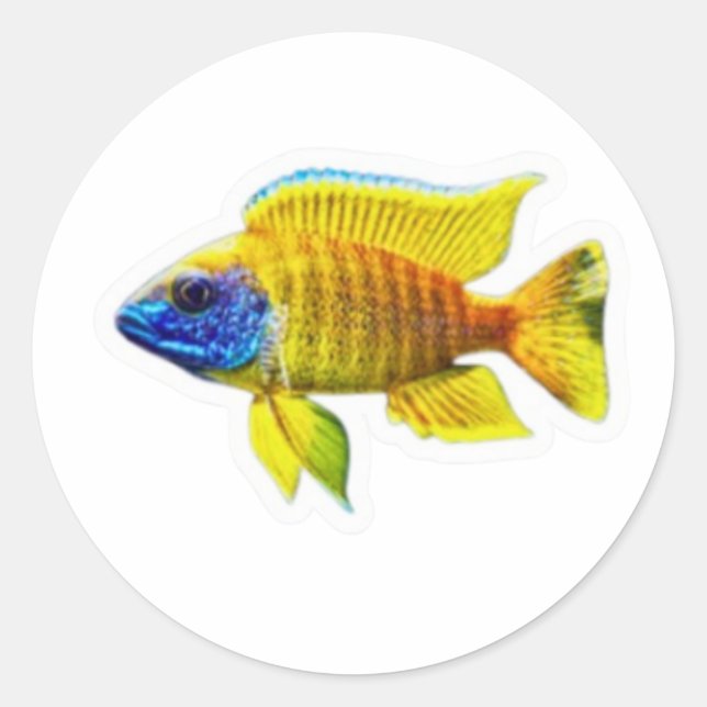 Autocollant de poisson Cichlidé Paon Jaune Vibrant (Devant)