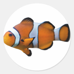 Autocollant de poisson clown
