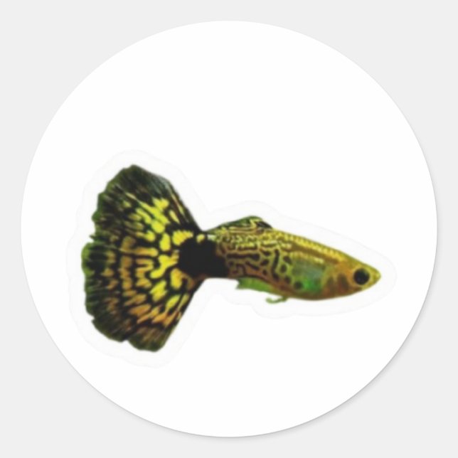 Autocollant de poisson Guppy Cobra jaune élégant,  (Devant)