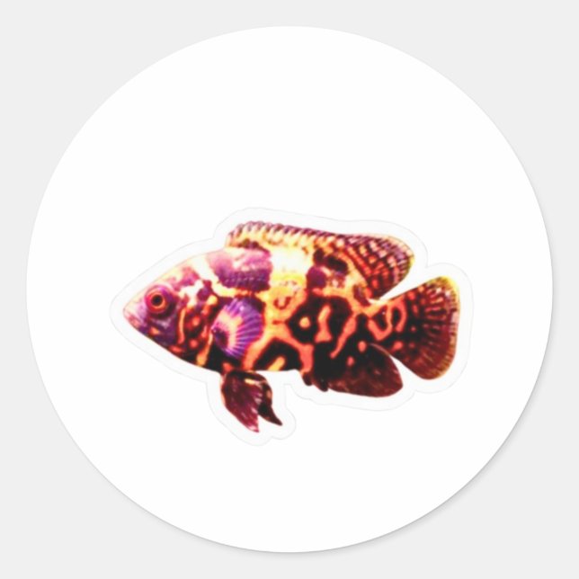 Autocollant de poisson Oscar Tigre de feu, Ci aqua (Devant)