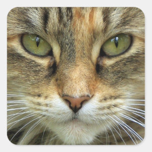 Autocollant de portrait de chat tigré aux yeux ver