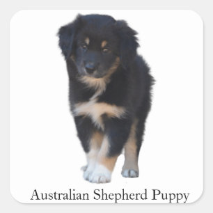 Autocollant de race de chiot australien Shepherd (