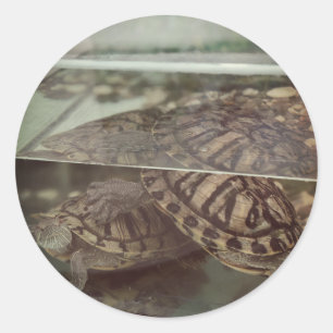Autocollant de réflexion tortue esthétique vintage