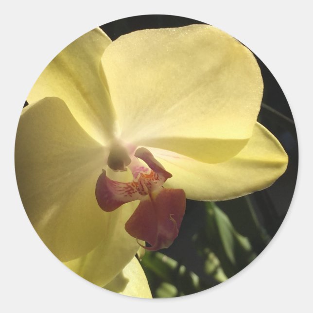 Autocollant de scellement d'enveloppe Orchidée Jau (Devant)
