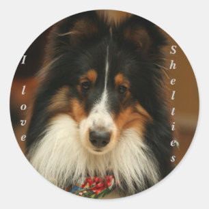 Autocollant de Sheltie