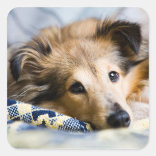 Autocollant de Sheltie