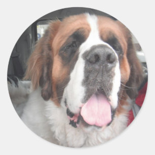 AUTOCOLLANT DE ST BERNARD
