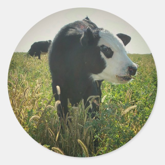 Autocollant de vache en pâturage (Devant)