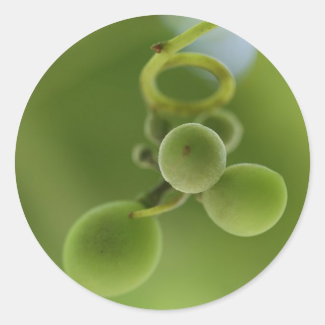 Autocollant de vigne de raisins verts riches éléga (Devant)