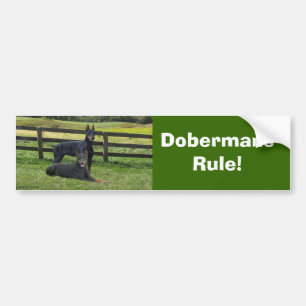 Autocollant De Voiture Adhésif pour pare-chocs d'amis de Pinscher de