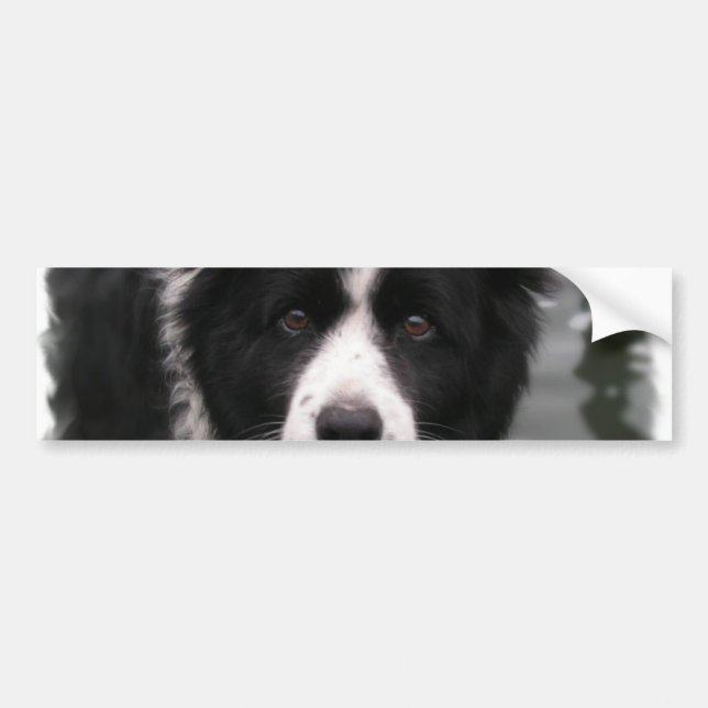 Autocollant De Voiture Adhésif pour pare-chocs de border collie (Devant)