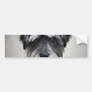 Autocollant De Voiture Adhésif pour pare-chocs de chien de Schnauzer