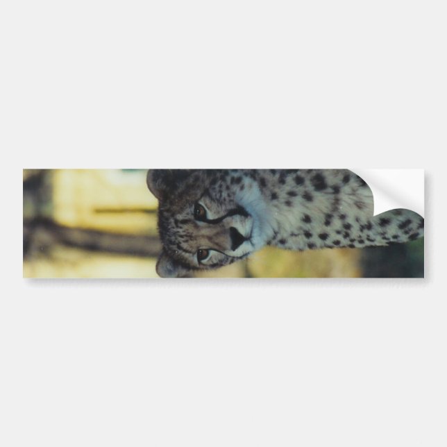 Autocollant De Voiture Adhésif pour pare-chocs de guépard (Devant)