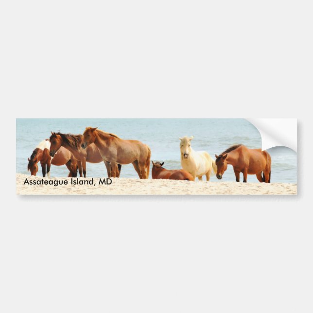 Autocollant De Voiture Adhésif pour pare-chocs d'île d'Assateague (Devant)