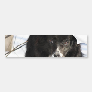 Autocollant De Voiture Adhésifs pour pare-chocs de chien de border colli