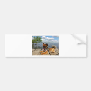 Autocollant De Voiture Adorable chien spitz nain furieux