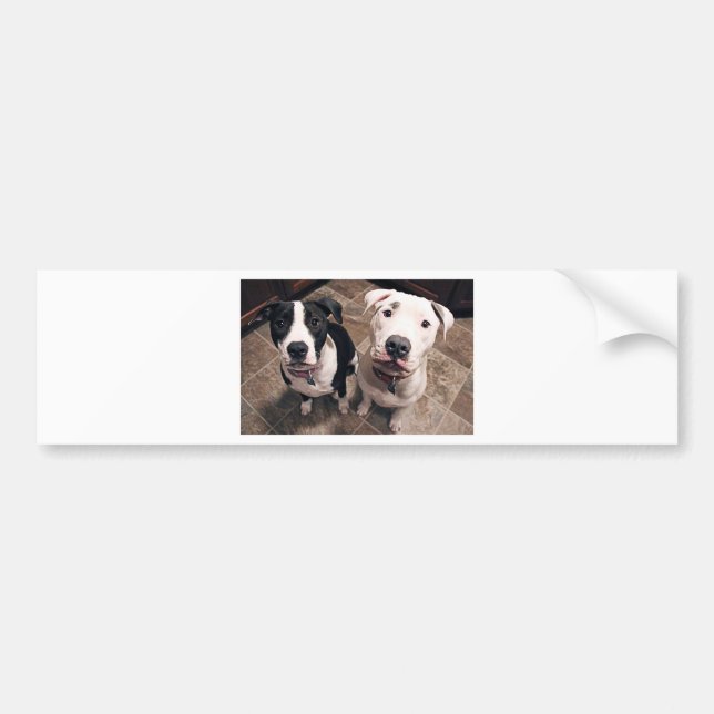 Autocollant De Voiture adorables chiots pitbull chiens (Devant)