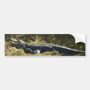 Autocollant De Voiture Alligator se faisant dorer sur la rive d'un marais