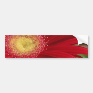 Autocollant De Voiture Arrière - plan de fleur de marguerite rouge Gerber