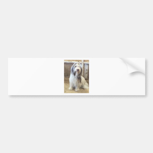 Autocollant De Voiture Bearded Collie (Devant)