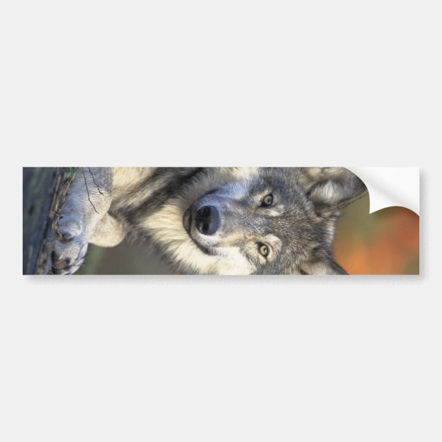 Autocollant De Voiture Beau loup (Devant)