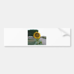 Autocollant De Voiture Beautiful Stunning Sunflower
