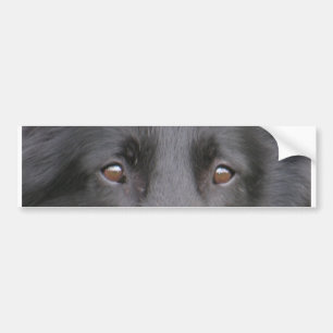 Autocollant De Voiture Belgian_Groenendael eyes.png