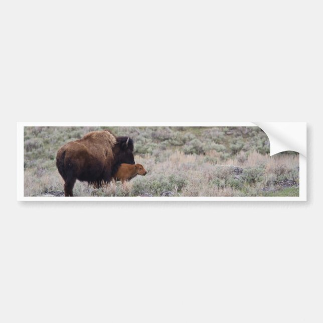 Autocollant De Voiture Bison et veau (Devant)