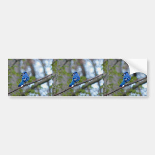 Autocollant De Voiture Blue Jay