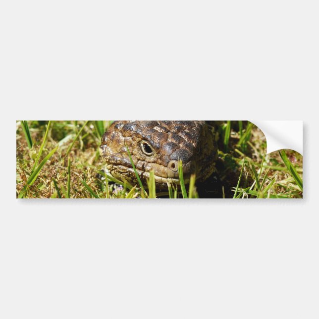 Autocollant De Voiture Blue Tongue Lizard Creeping (Devant)