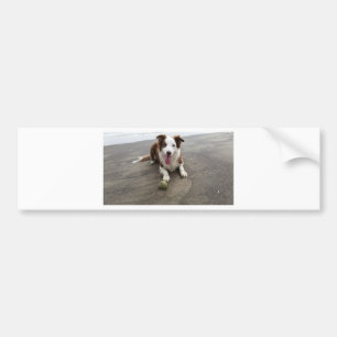 Autocollant De Voiture Border collie à la plage
