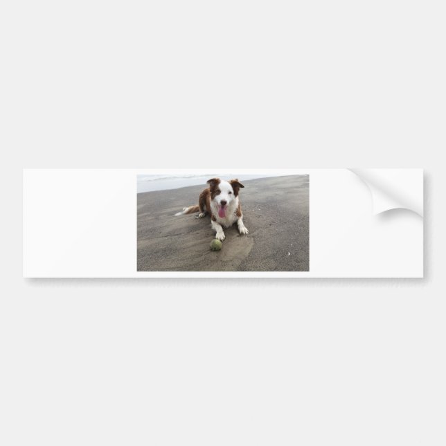 Autocollant De Voiture Border collie à la plage (Devant)